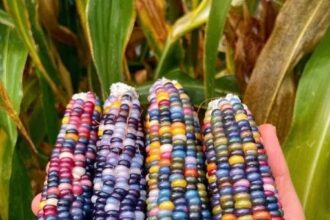 Glass gem corn